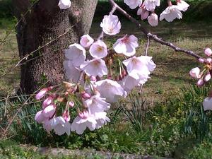 thatachi