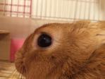 おちび
