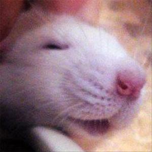 たなべあゆみ