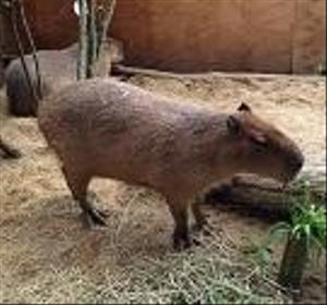 日野