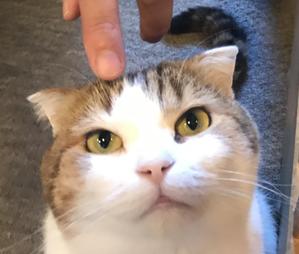 ヤシロヒデキ
