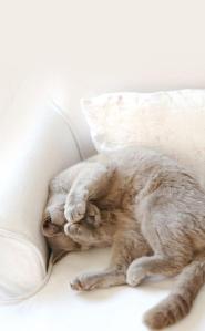猫好きの個人です
