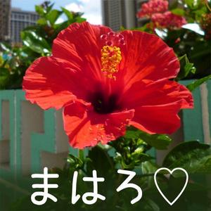 まはろ
