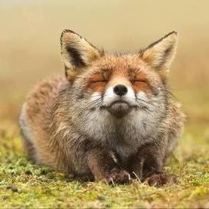 まりも