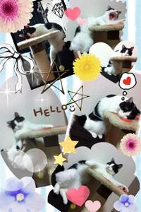 KuRinon: