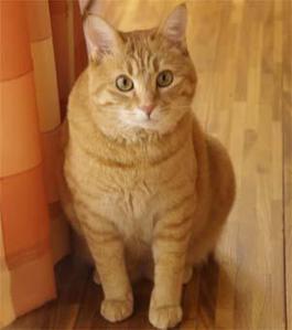 toranekochan