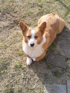Fumi