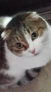 t_y