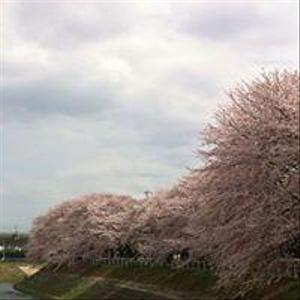ShigeakiAsanuma