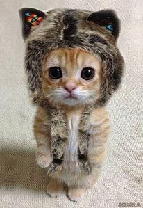 halt_cats
