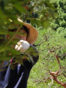 gardener moriya