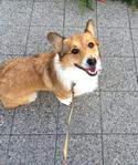 ふじた