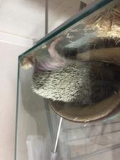 さき