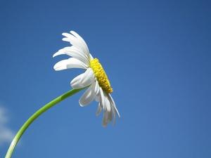 user_1115