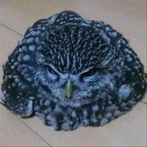 沖楽
