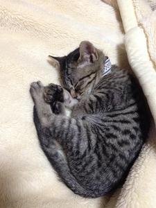 あき‐つじ