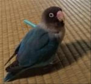 しあ