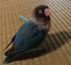 しあ