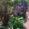 carpinus_n