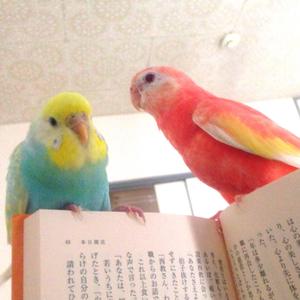 鳥木