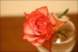 rose