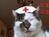 cat_echo7amz041