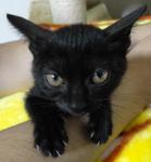 かわいい猫さんに会いたい