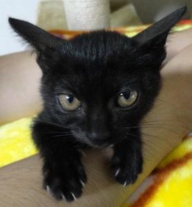 かわいい猫さんに会いたい