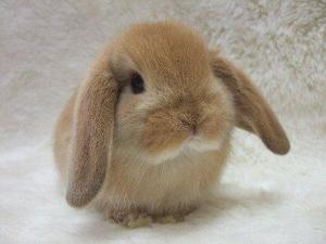 rabbit_brown06