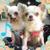Romymaman_004