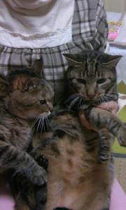 とらちび