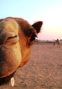 coco_camel