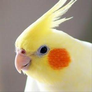 ハナスイ