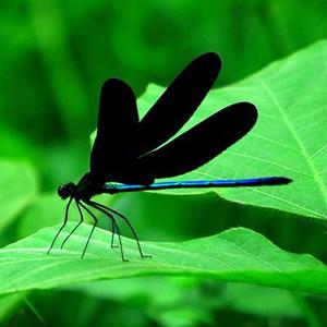 デザイン屋とんぼ