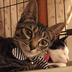 nekoworks