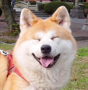 夏樹