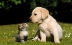 Labs