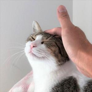 むらかわ