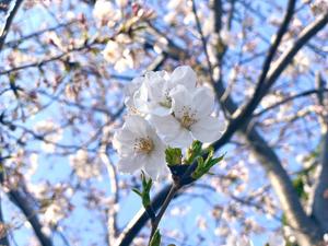 来未