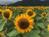Sunflower120