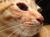 Katze