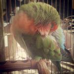 Lovebird