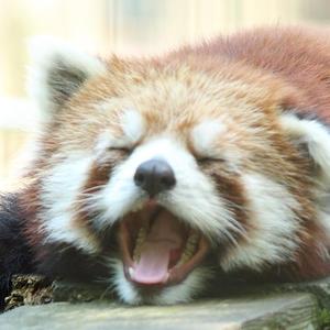 しま