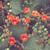 naturalism38