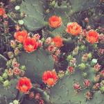 naturalism38