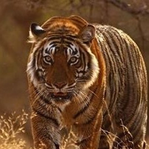 tigre24