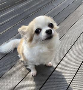 komiko
