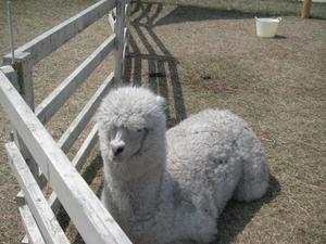 はるる