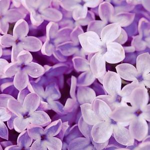 花菱かりん
