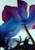 anemone412